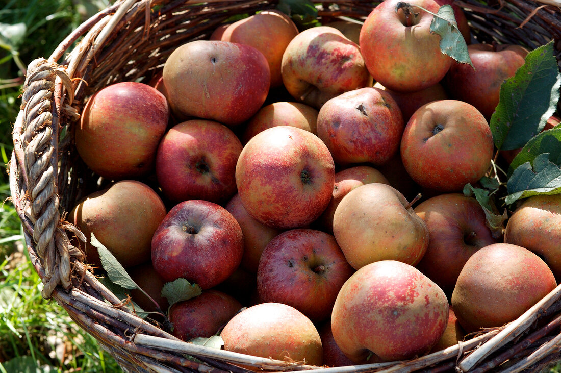 Basket of apples