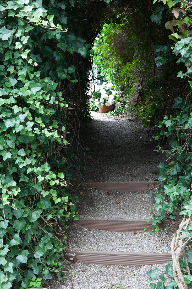 Garden passage through ivy