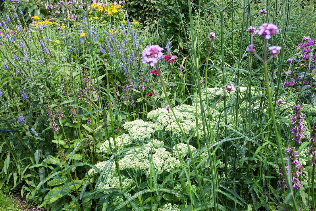 Garten, Beet, diverse Sträucher, Gräser, Blüten.