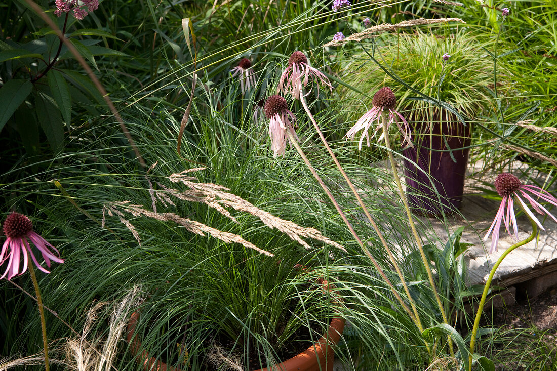 Garten, Gräser, roter Sonnenhut. X 