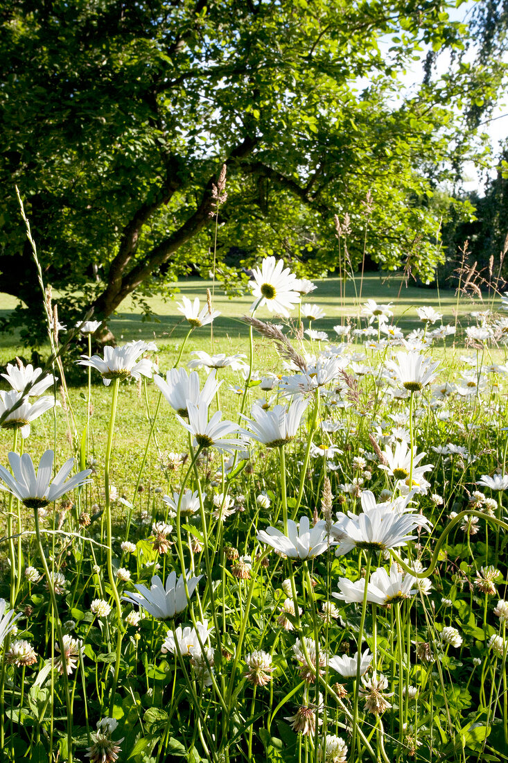 Daises on meadow in summer