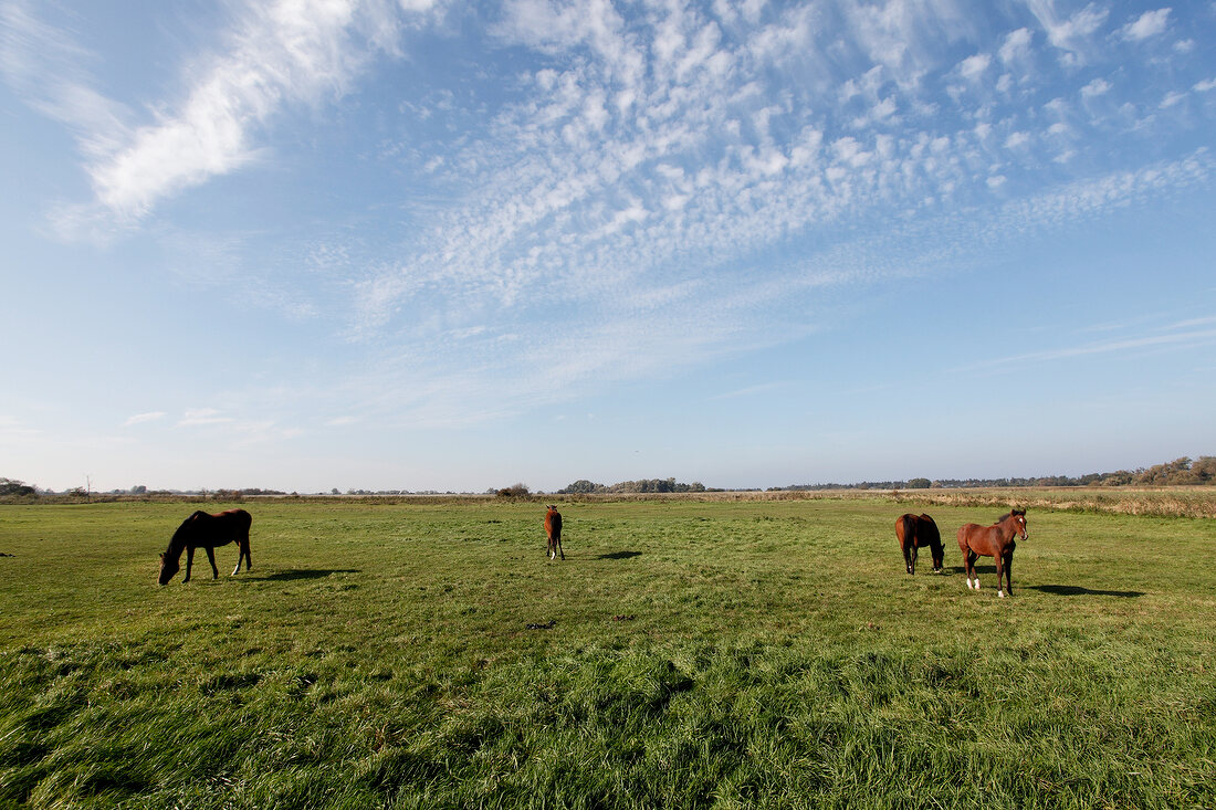 Horses in field at Fehmarn, Baltic Coast, Schleswig-Holstein