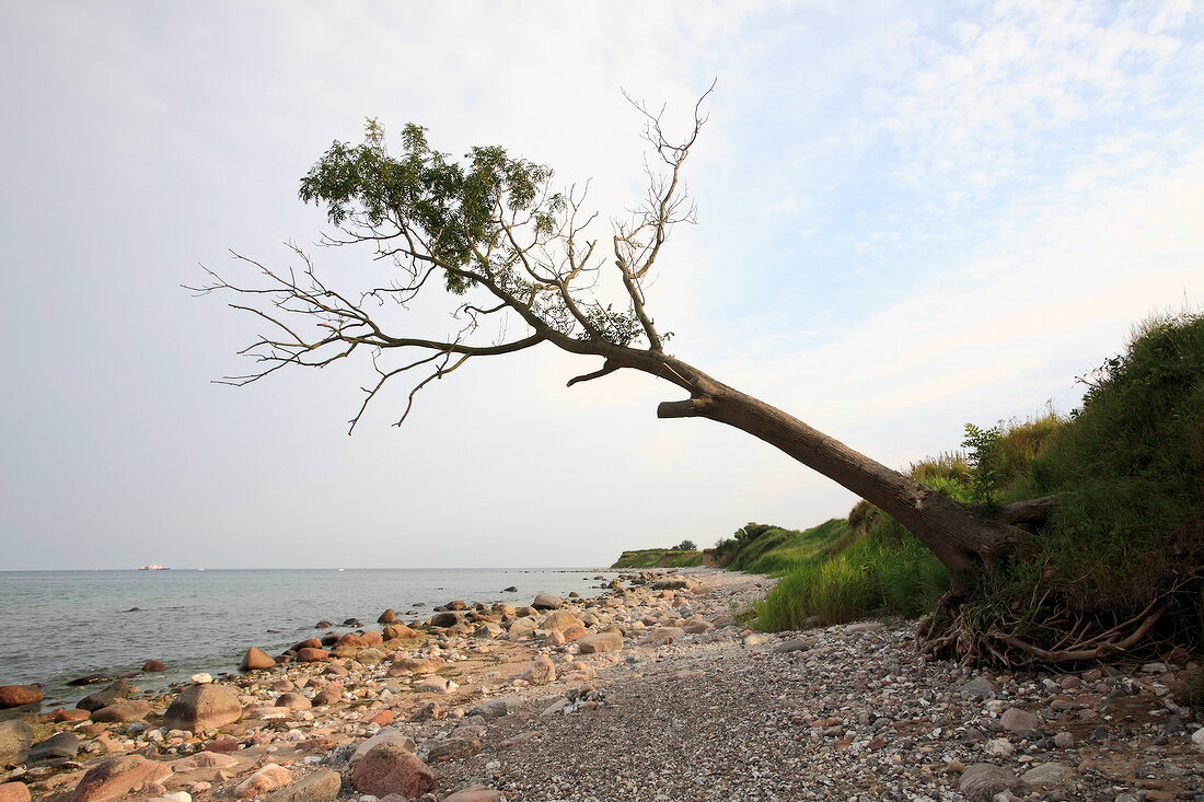 Tree and stones on Fehmarn beach, Baltic Coast, Schleswig-Holstein