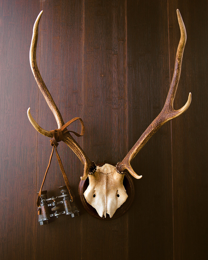 Animal head decor with binoculars hanging on antlers against wooden wall