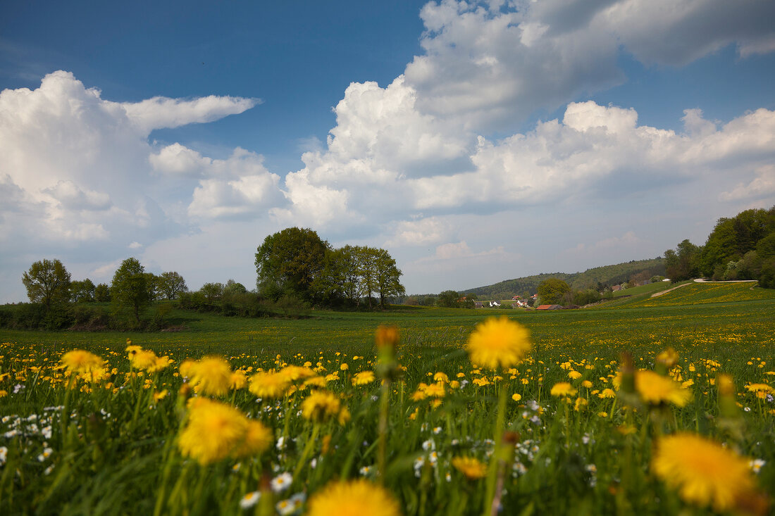 View of perennial landscape at Dopshofen, Augsburg, Bavaria, Germany 