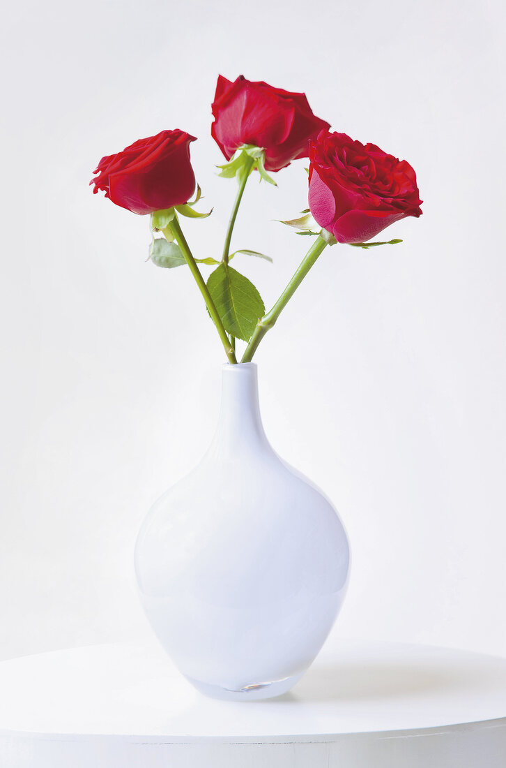 Close-up of three red roses in white vase