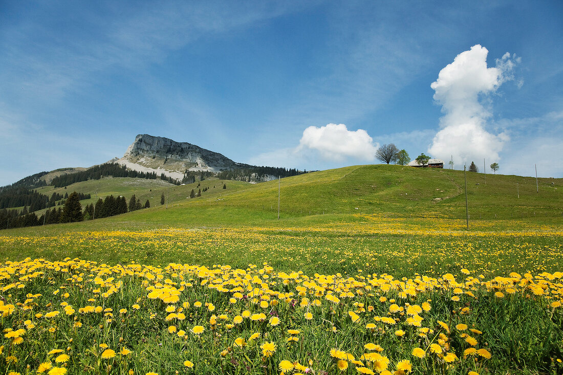 View of landscape with flowers on meadow at Entlebuch, Lucerne, Switzerland
