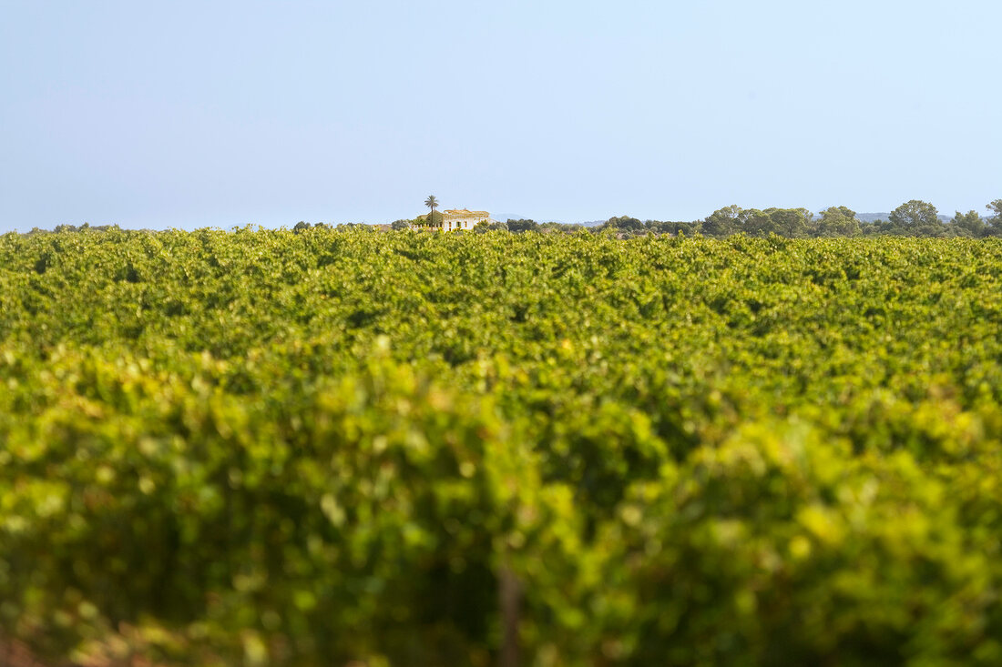View of vines at winery Son Bordils, Palma de Mallorca