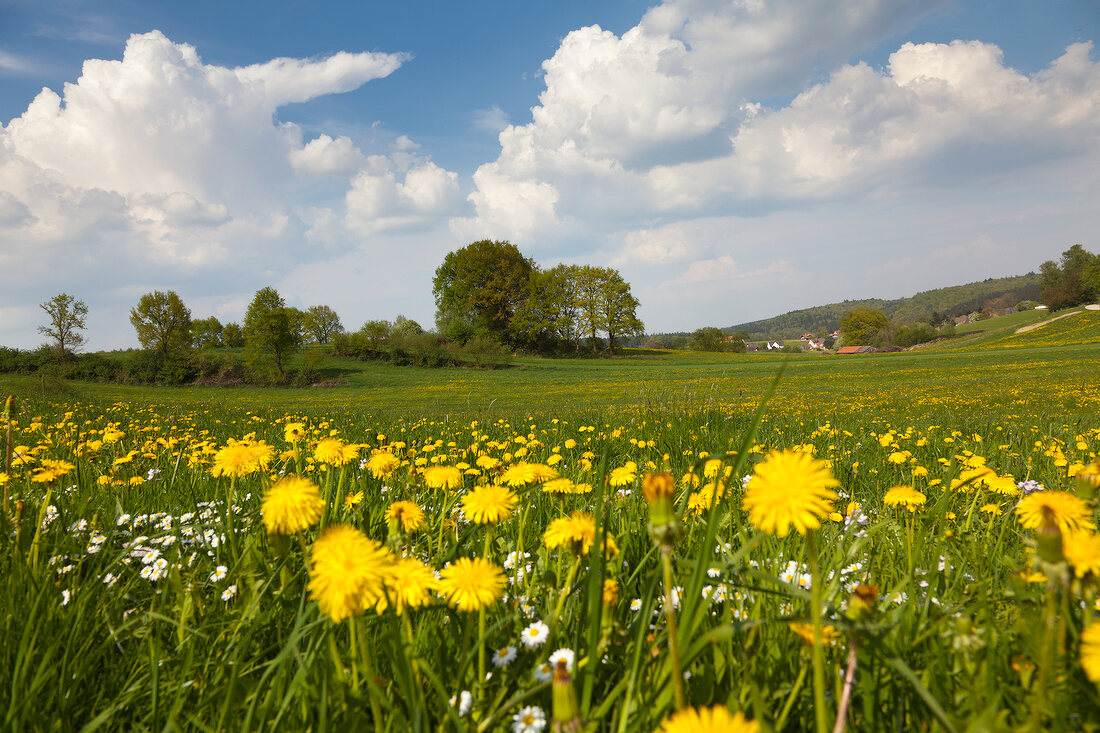 View of perennial landscape at Dopshofen, Augsburg, Bavaria, Germany 