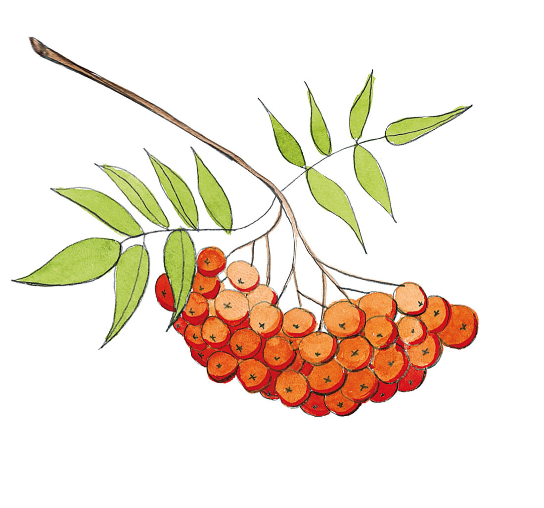 Illustration, Zweig einer Eberesche mit Früchten