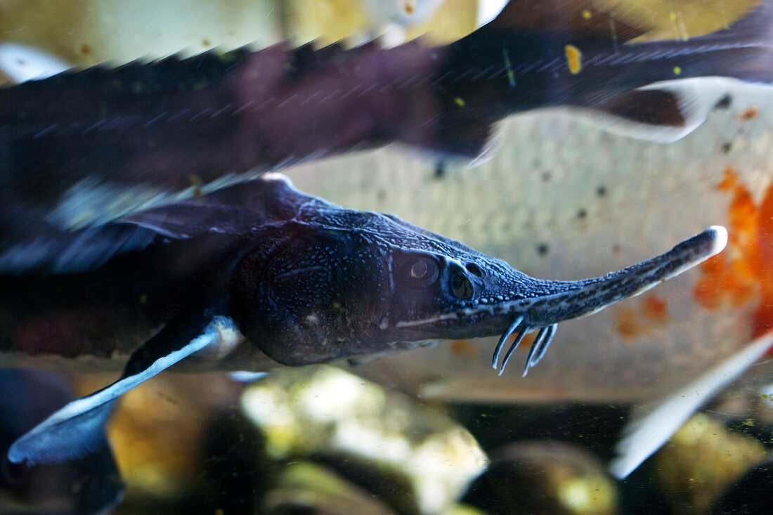 Close-up of sturgeon fish under water, Stoer