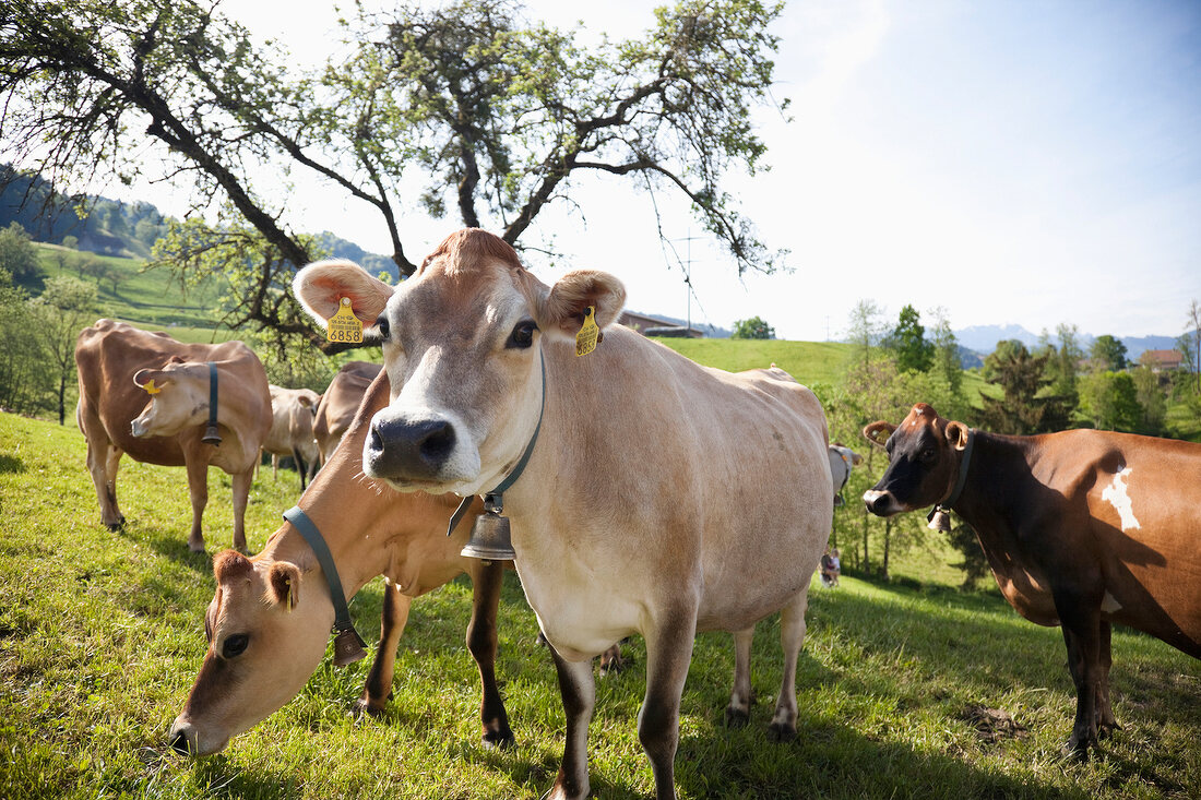 Schweiz, Luzern, Entlebuch, Ebnet Gutshof Schintbühl, Jerseykühe