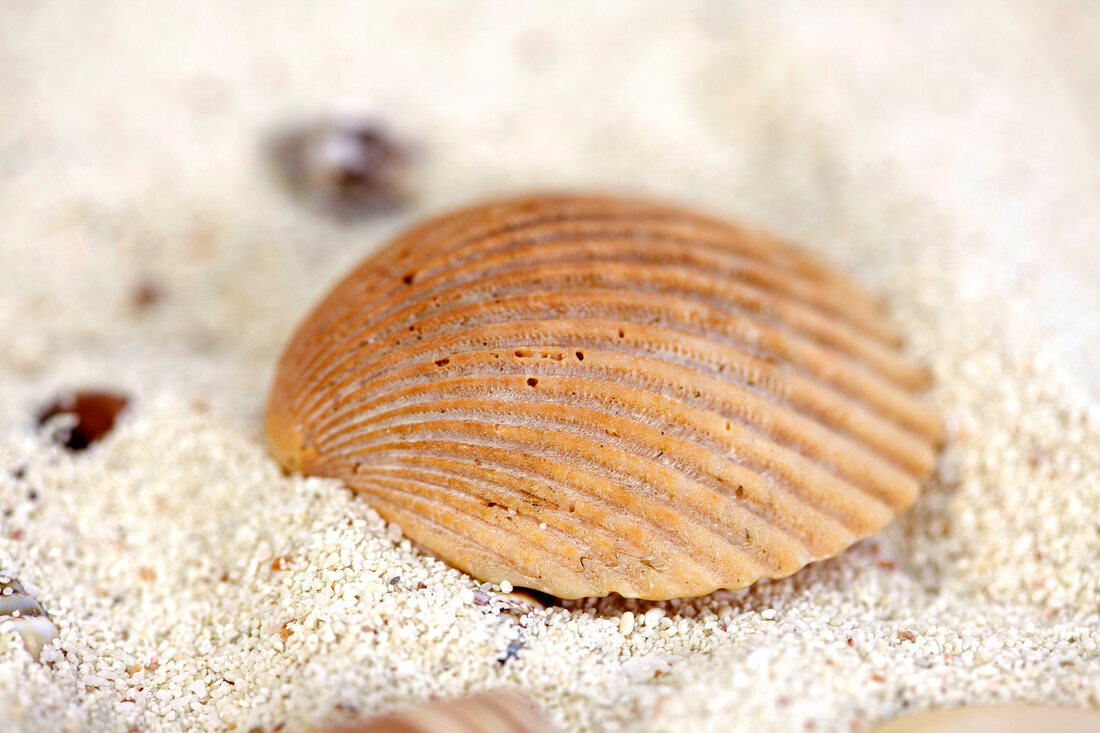 Close up of shell in sand License image 10266196 Image