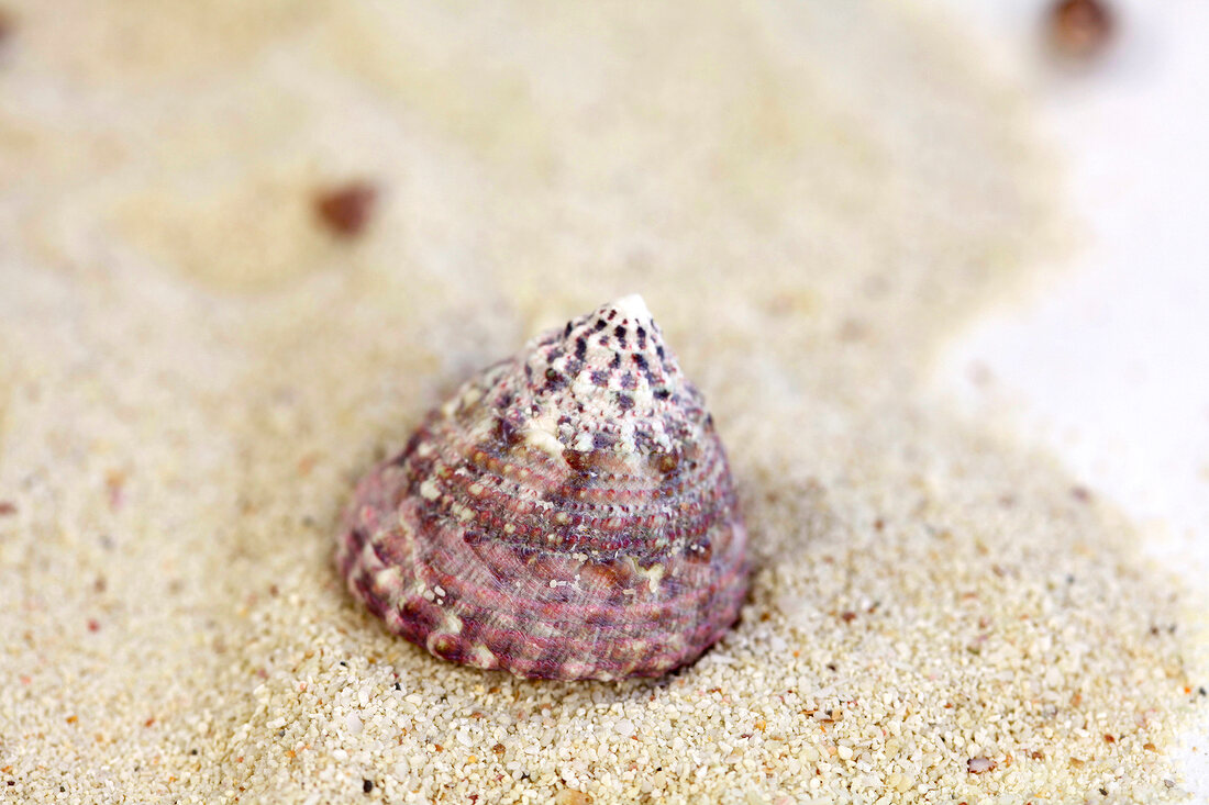 Close-up of shell in sand