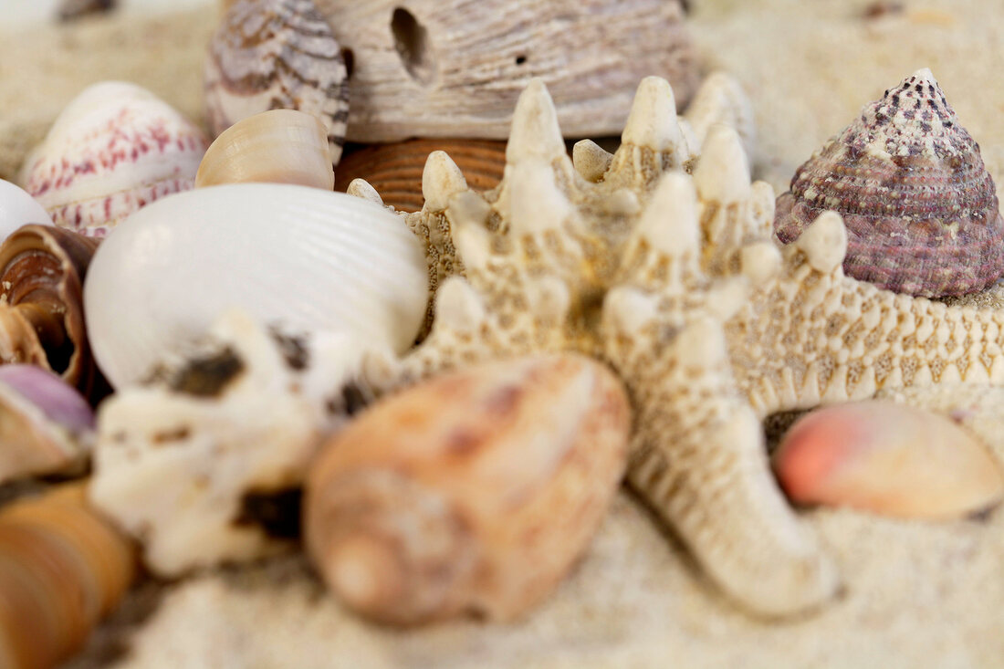 Close-up of different shells on sand