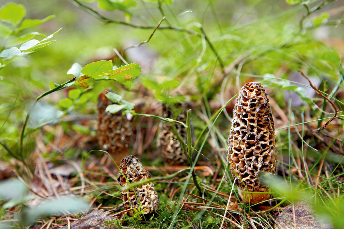 Pilze, Spitzmorcheln in der Natur, Detailaufnahme