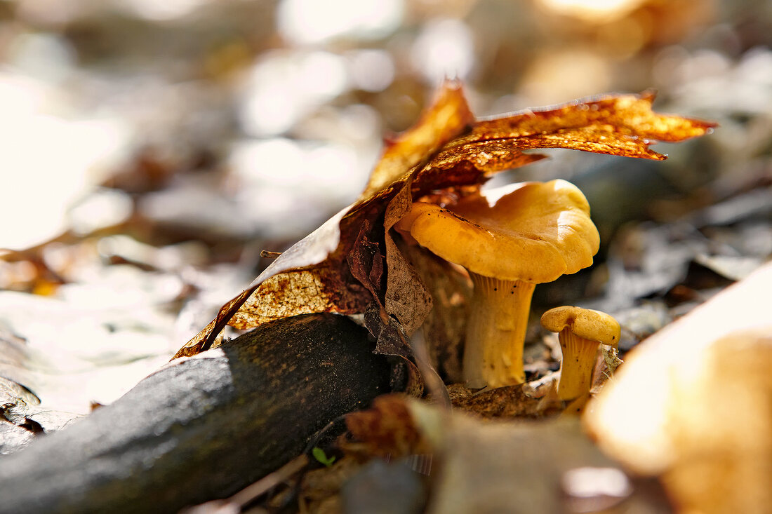 Close-up of chanterelles and dry leaf