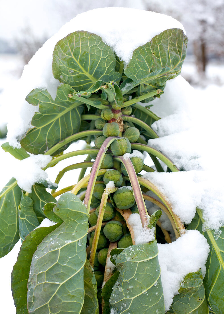 Plant of Brussels sprouts in the snow