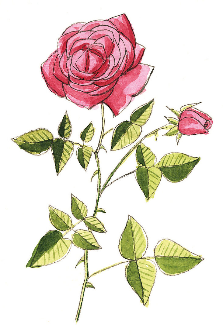 Illustration, Rosenstrauch