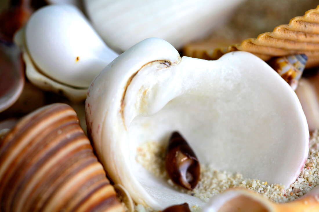 Close-up of different types of shells