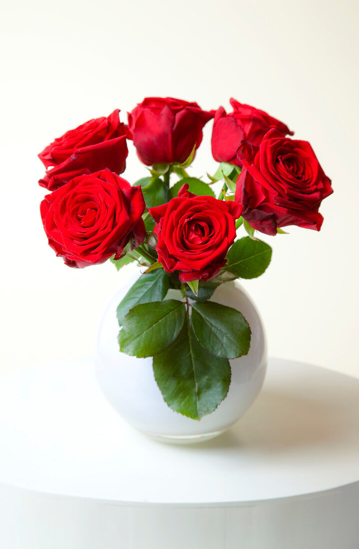 Close-up of red roses in white vase