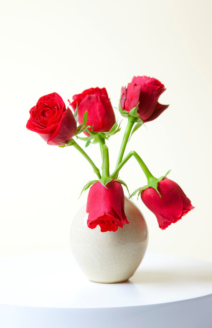 Close-up of red roses in white vase