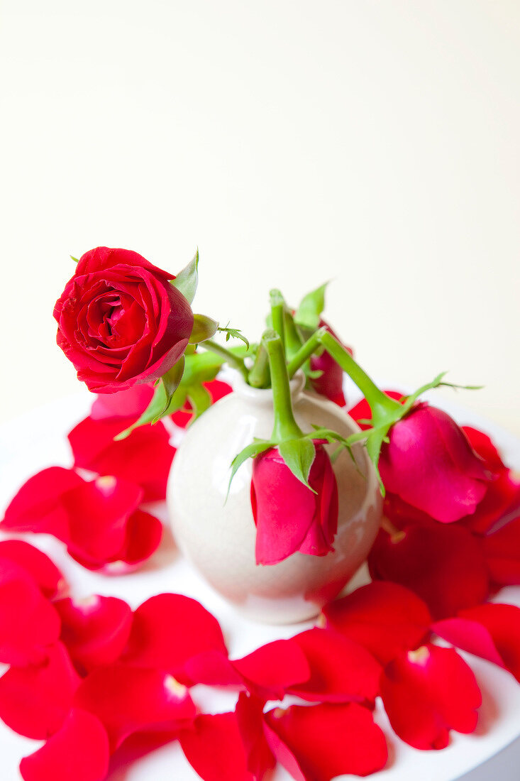 Close-up of red roses in white vase