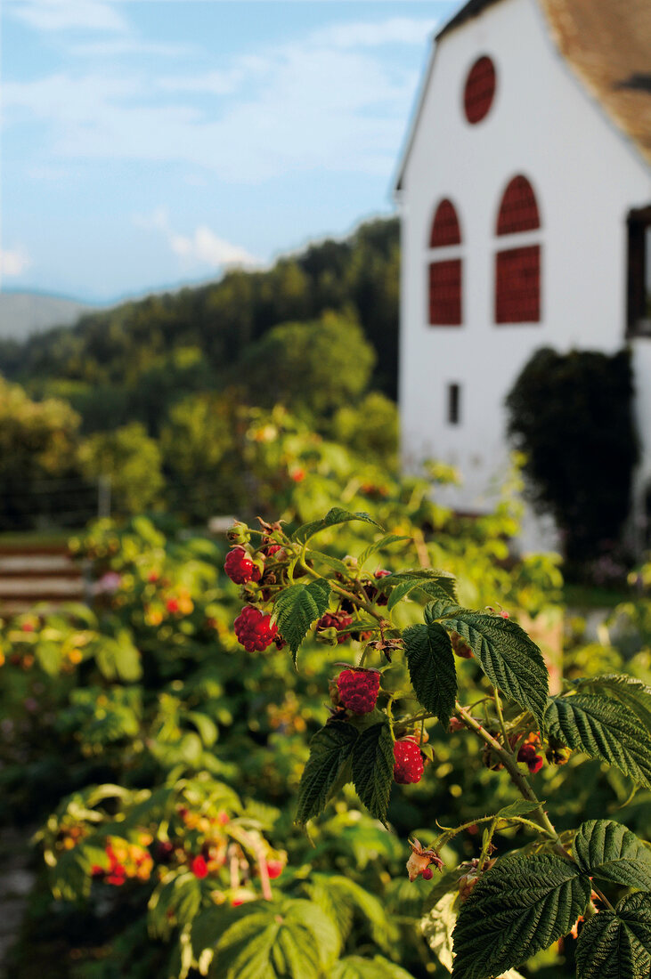 Himbeeren am Strauch, im Hintergrund steht ein Haus