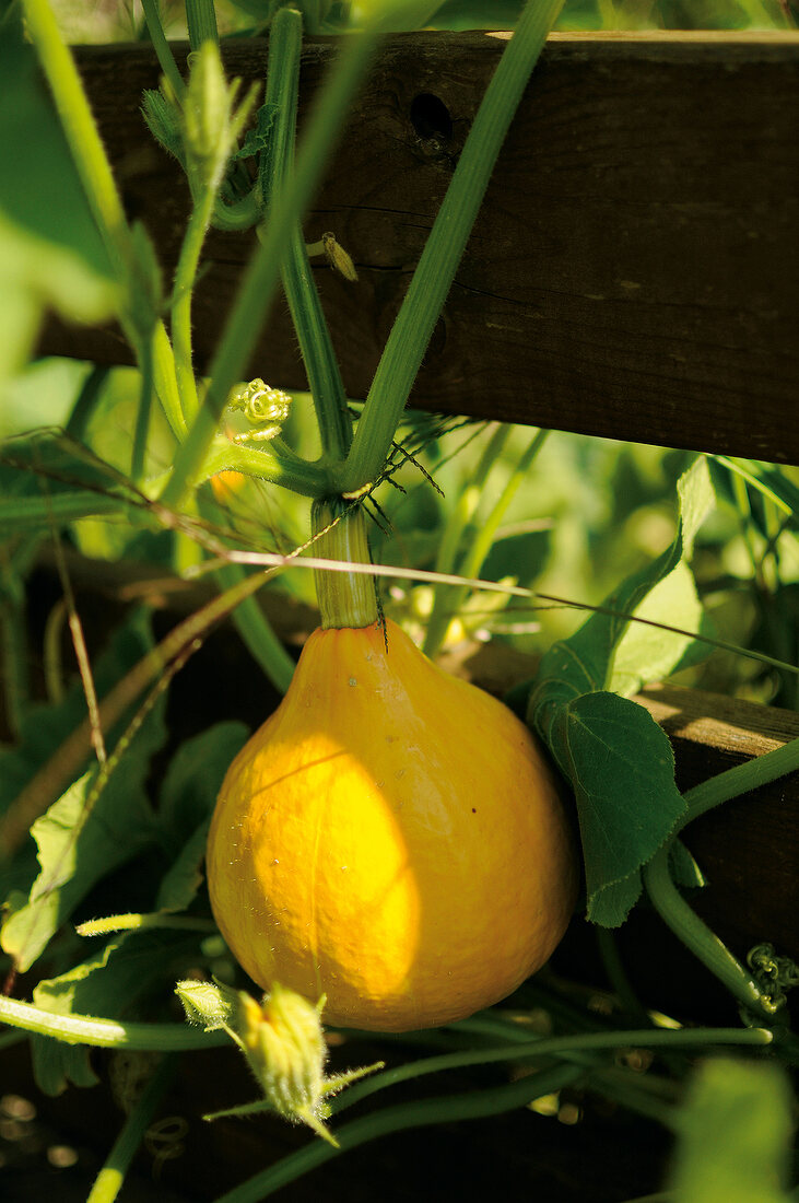 gelber Kürbis im Gemüsegarten 