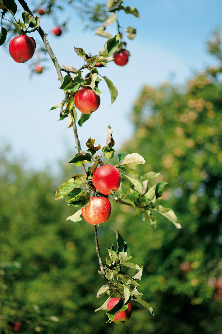 Apples hanging on tree