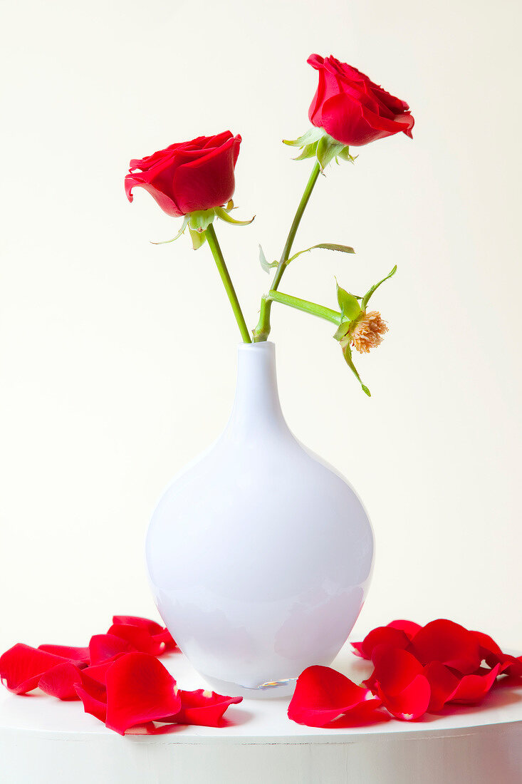 Close-up of red roses in white vase