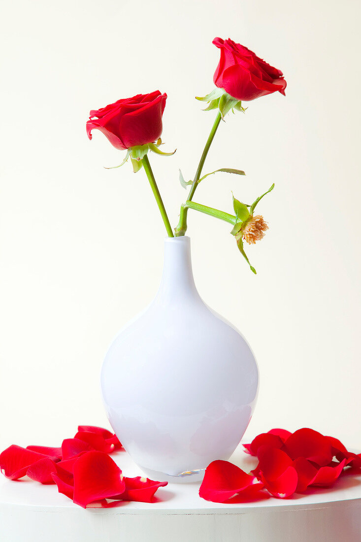 rote Rosen, weiße Vase, geknickt, Rose, verwelkt, Rosenblätter