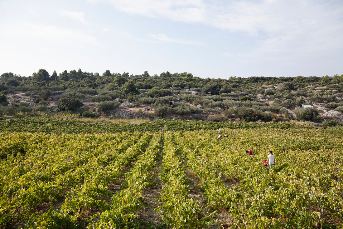 Kroatien: Wein, Weinlese auf der Hvar