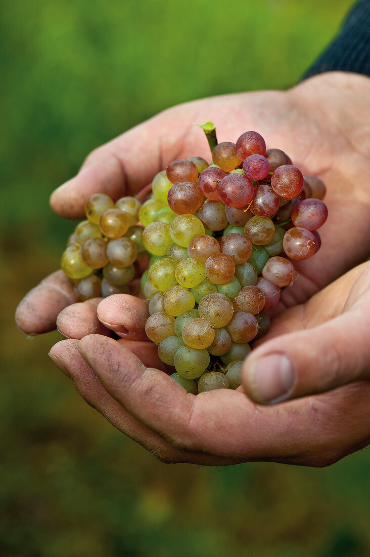 Close-up of man's hand holding veltliner grapes