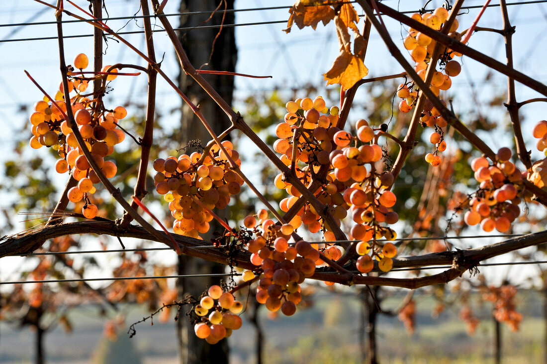 Red grapes on vines at Wagram in Austria