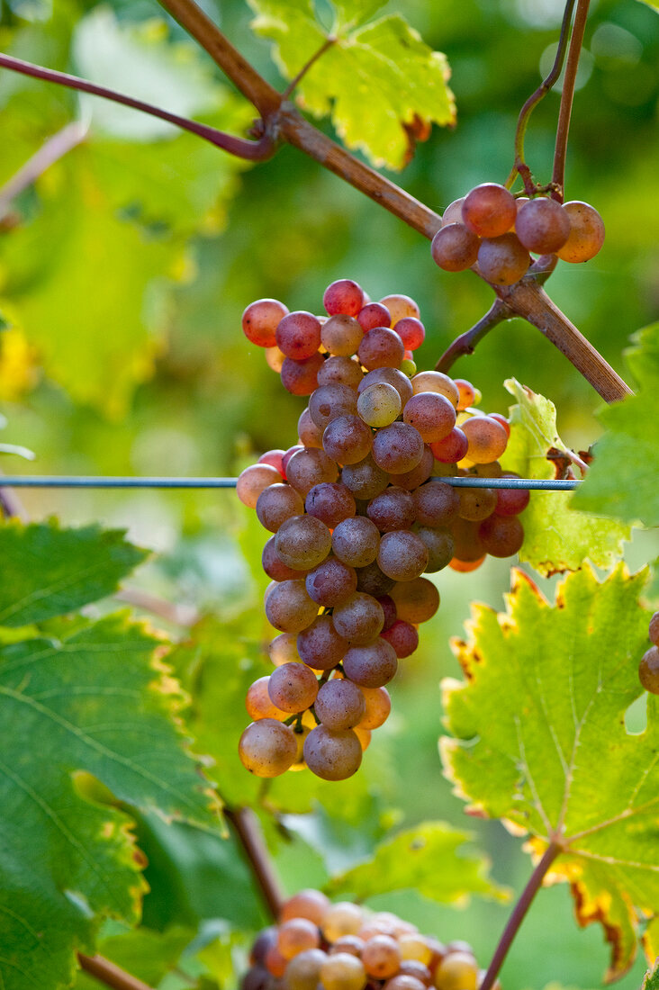 Rote Weintrauben am Rebstock, Wagram, Österreich