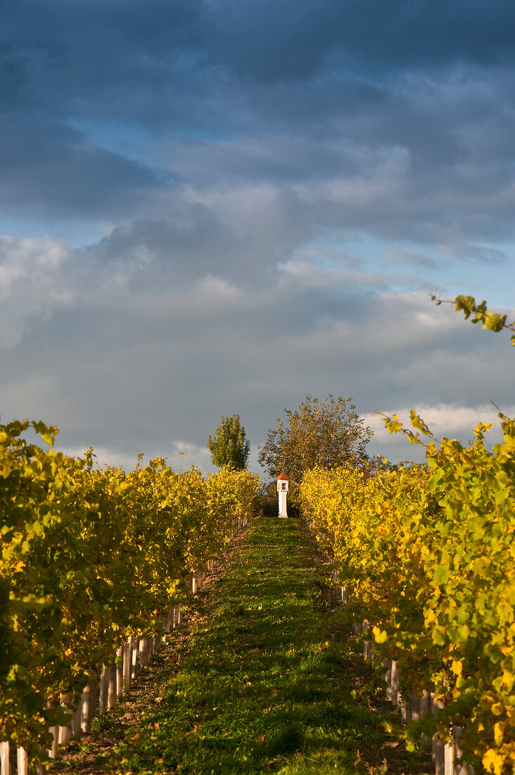 Transition of vines in wine growing region of Wagram, Austria