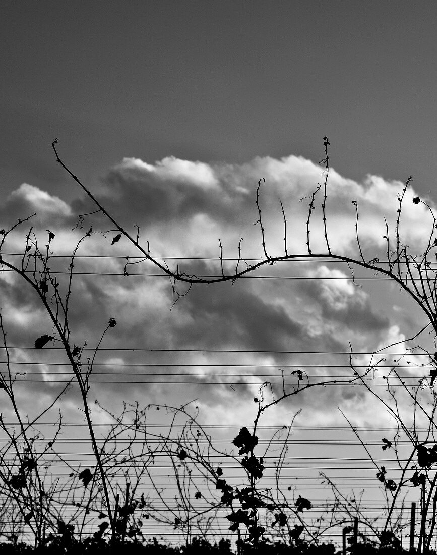 Vines against cloudy sky, Wagram, Austria, black and white