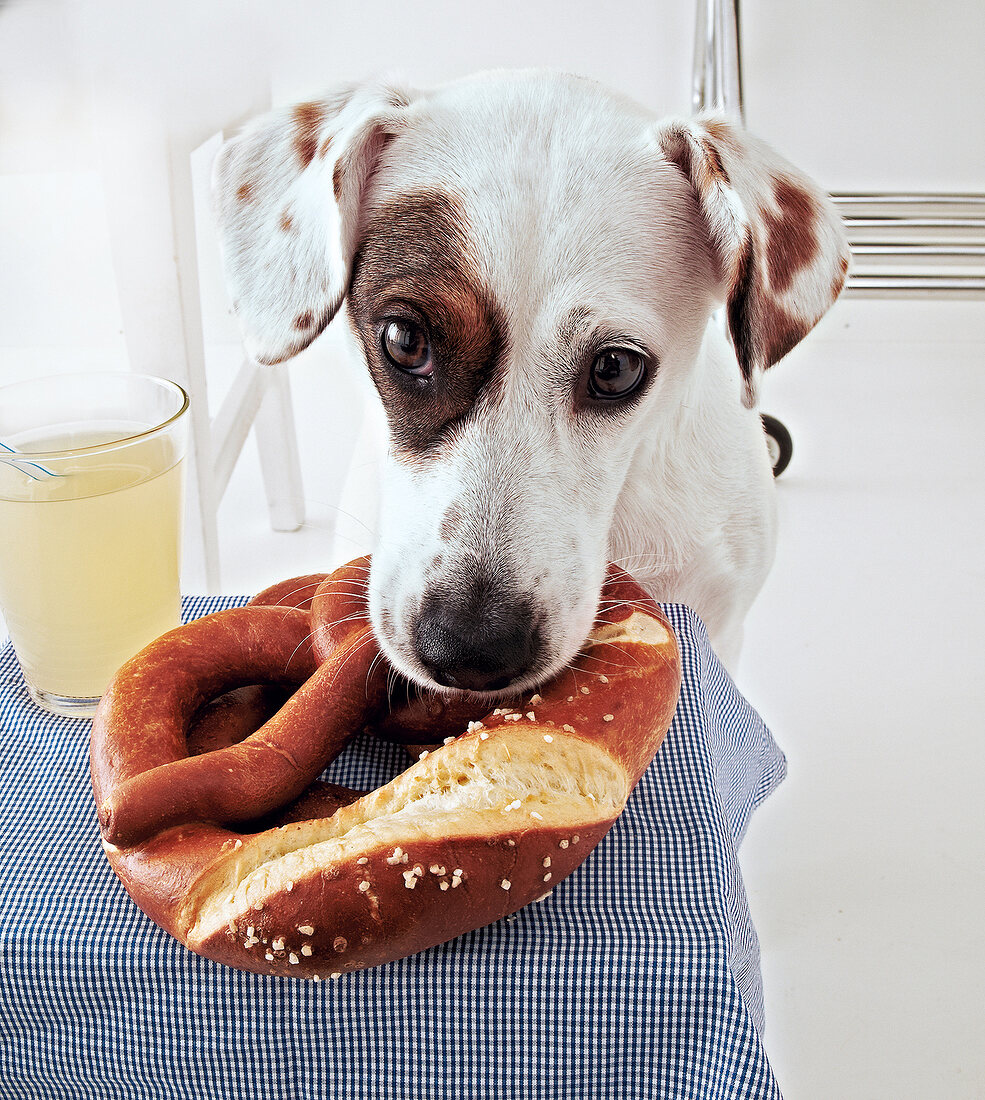 Hund, Hündin, Betty, Brezel, Getränk, Tisch, Tischdecke, kariert