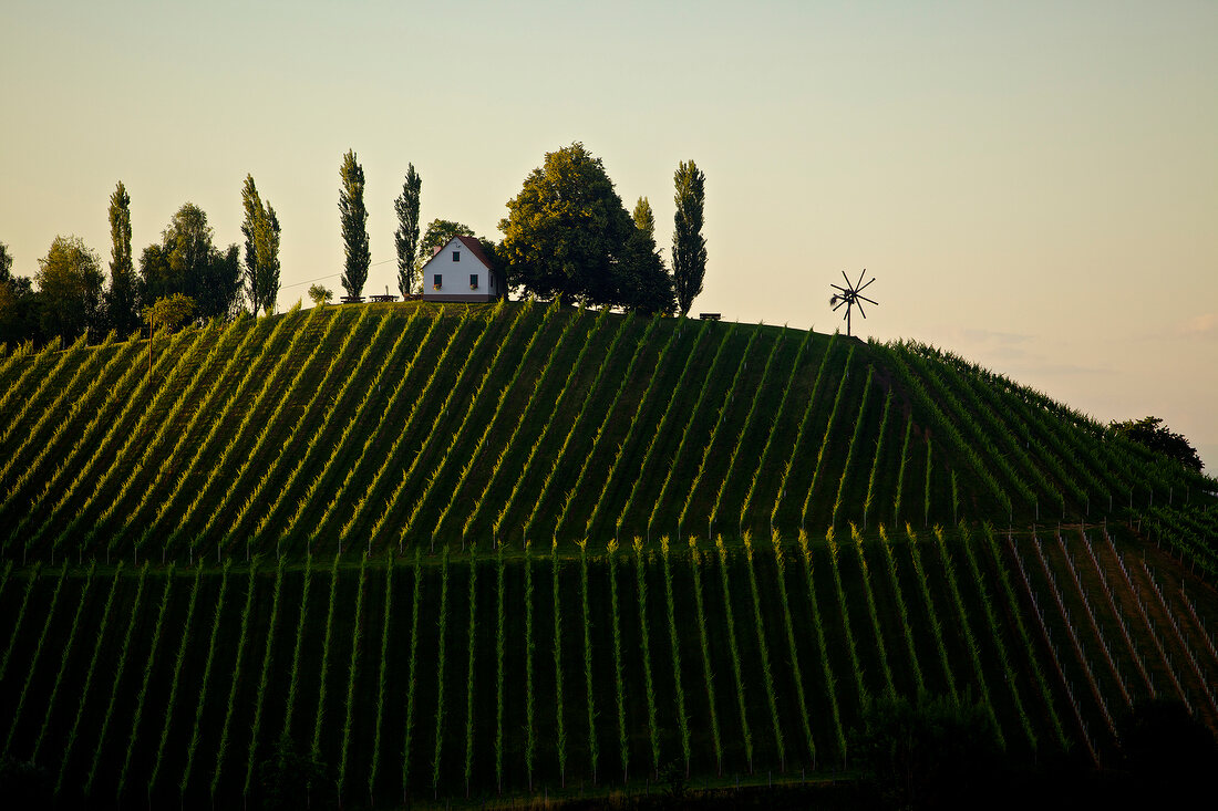 View of winery at Steinbach, Austria