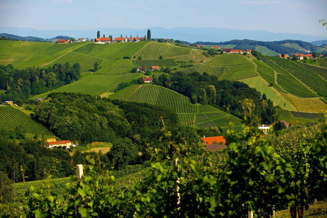 Weinberge am Gamlitzer Eckberg, Südsteiermark, Österreich