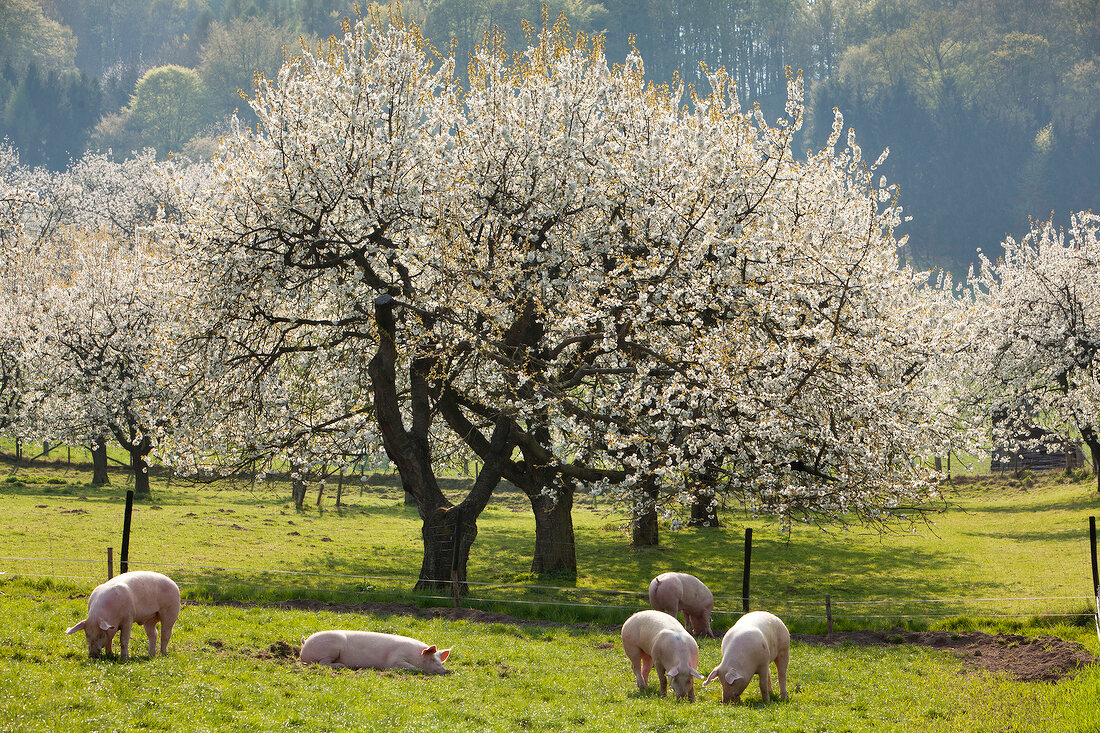 Eco pigs in fields with trees in Wendershausen, Hessen, Germany