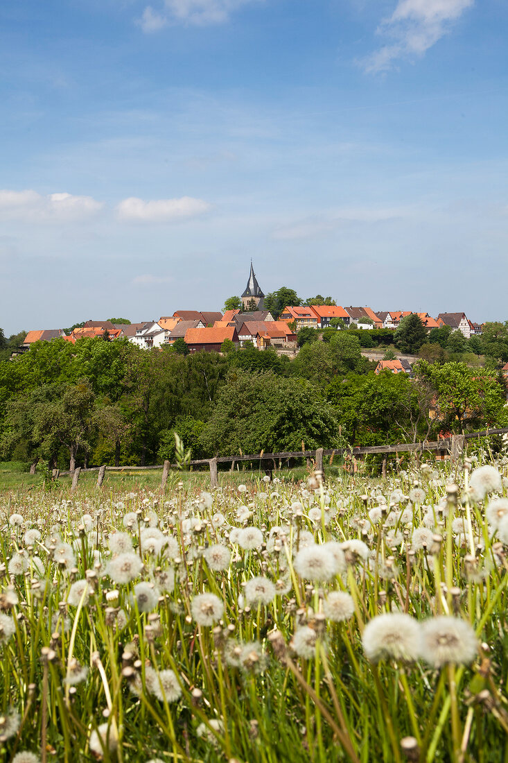 View of flower meadow and cityscape at Bad Arolsen, Hesse, Germany