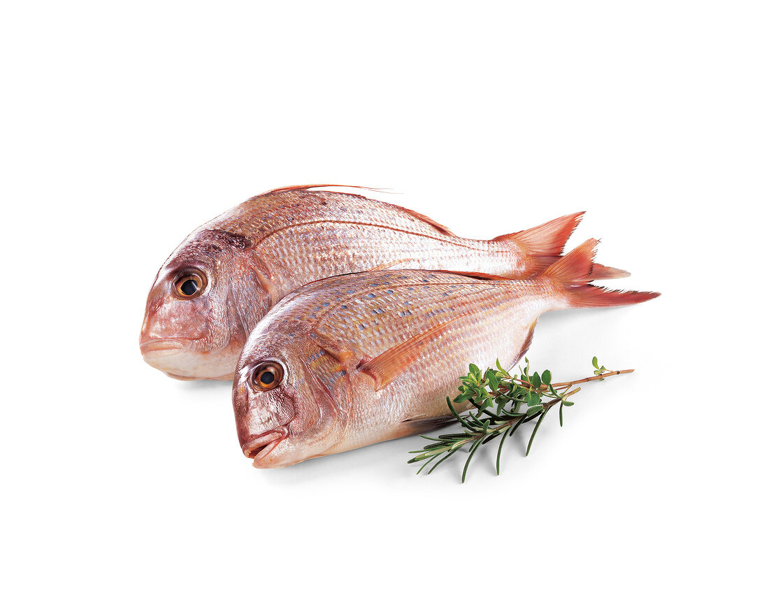 Two raw whole bream and herbs on white background