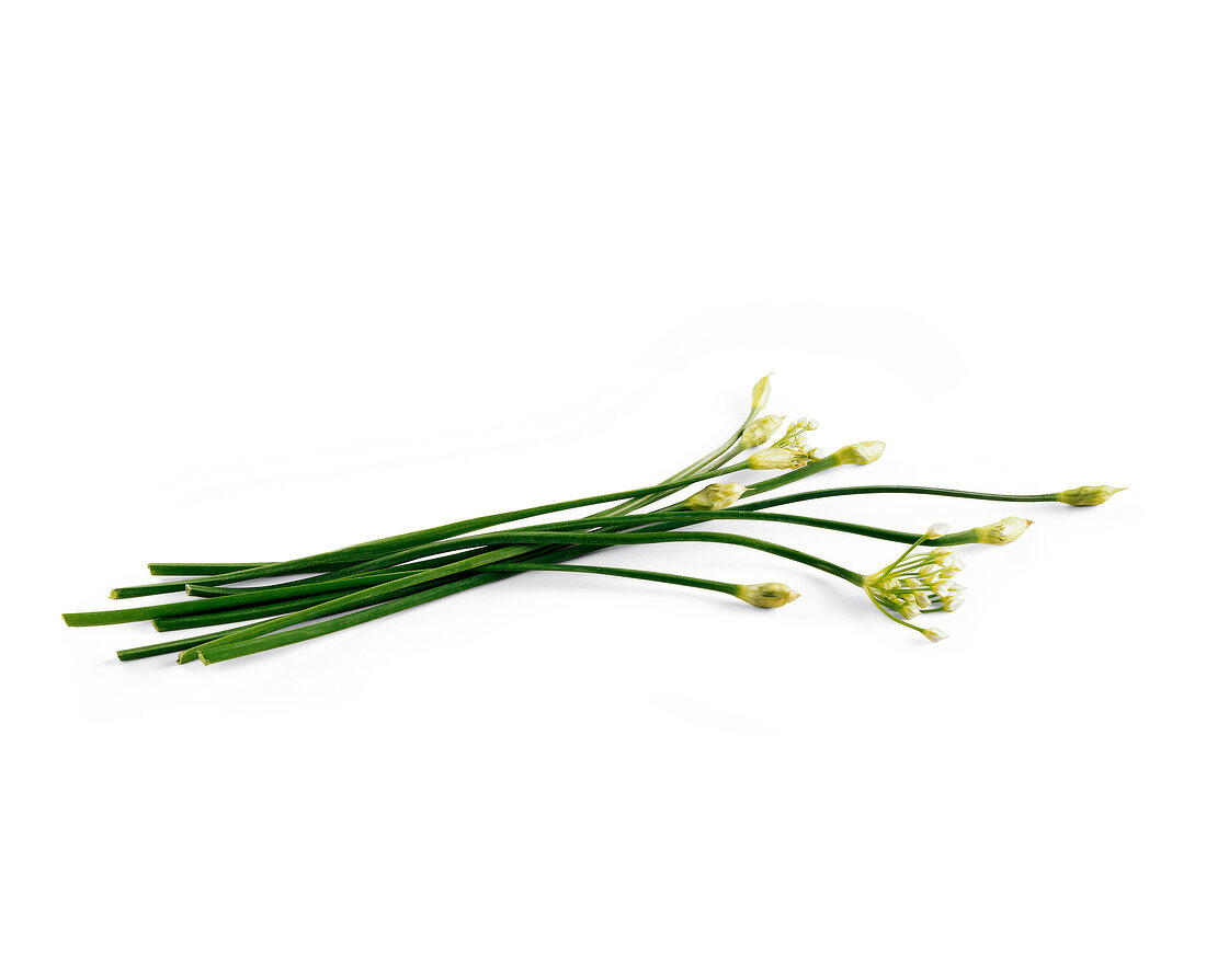 Chives with white flowers on white background