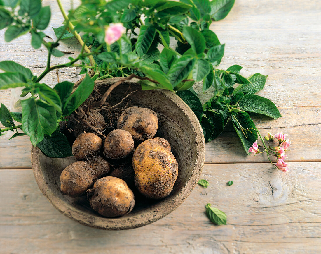 Unwashed potatoes in bowl with leaves on wood
