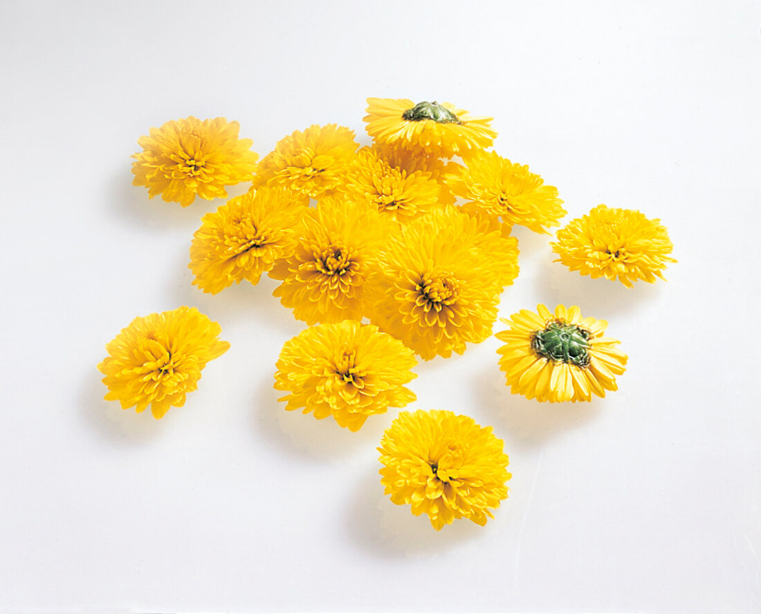 Food, Gelbe Chrysanthemen, essbar, Freisteller