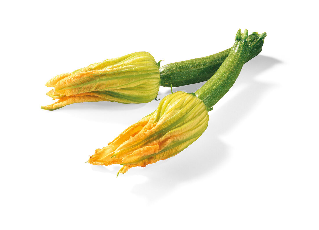 Small zucchini with flower on white background
