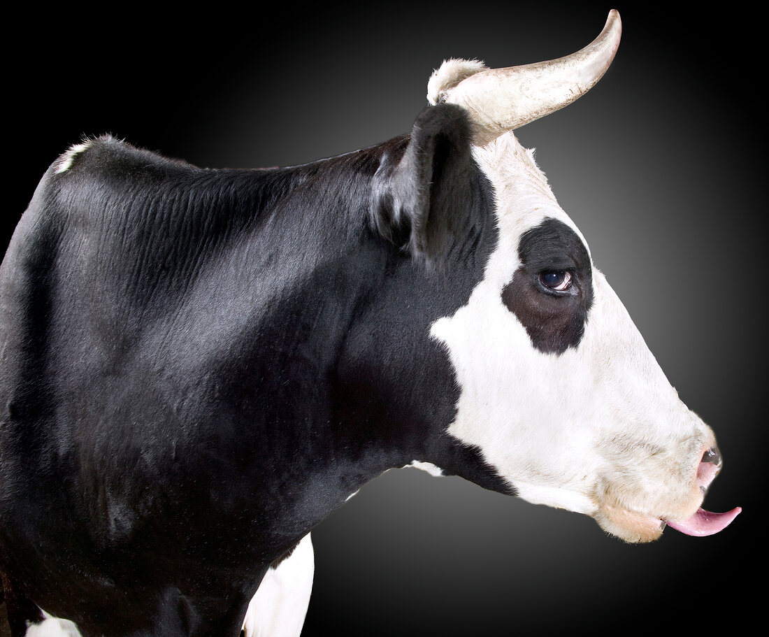 schwarz-weiße Kuh mit Hörnern vor … – Bild kaufen – 10271424 ❘ Image  Professionals