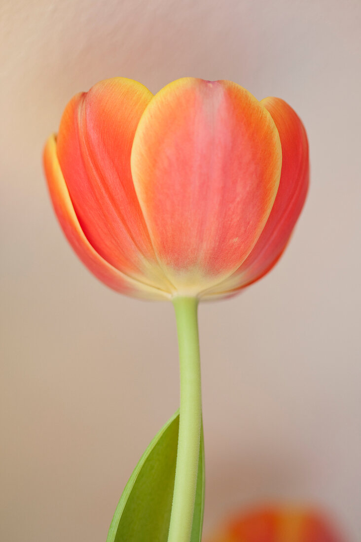 Close-up of tulips